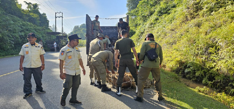 Cegah Gangguan Ketertiban, Satpol PP Aceh Jaya Amankan 23 Ekor Ternak