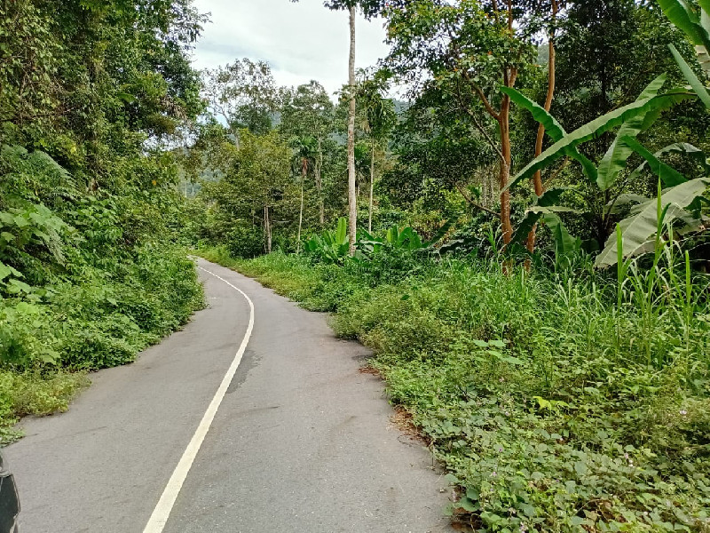 Semak Belukar Ganggu Pengendara di Jalan Lintas Blangkejeren-Lokop