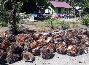 Harapan kepada Gubernur Baru: Sawit Aceh untuk Rakyat Bukan Mafia