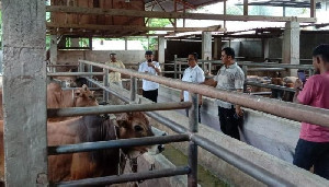 Tim Disnak Aceh Lakukan Penanganan Penyakit Brucellosis