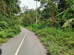 Semak Belukar Ganggu Pengendara di Jalan Lintas Blangkejeren-Lokop