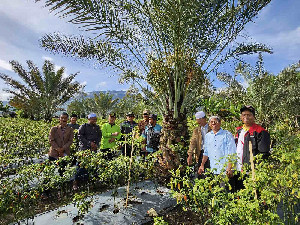 Fenomena Pohon Kurma Berbuah di Gayo Lues