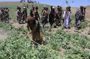 Budidaya Opium Kembali Tumbuh di Afghanistan, Meskipun Dilarang Taliban