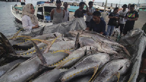 KKP Dorong Budidaya Tuna Berteknologi Tinggi untuk Tingkatkan Ekonomi Nelayan