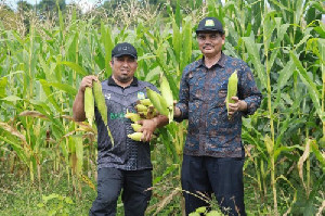 Dukung Ketahanan Pangan, Pj Bupati Aceh Besar Panen Jagung di Lamteuba