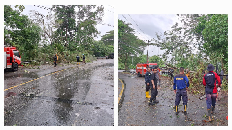 Pohon Tumbang Akibat Cuaca Ekstrem, BPBD Aceh Besar Imbau Warga Tetap Waspada