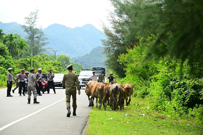 Tim Gabungan Aceh Besar Usir Ternak Liar di Jalan Banda Aceh-Meulaboh