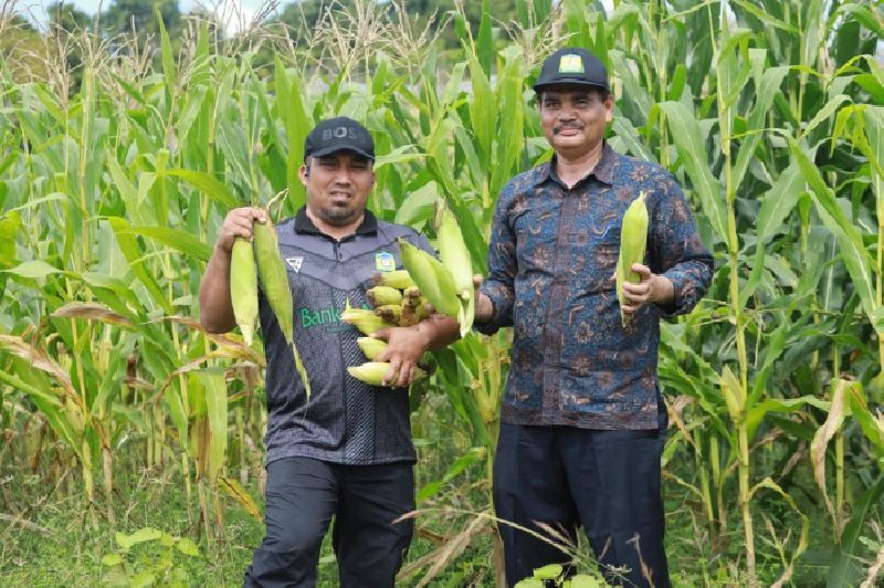 Dukung Ketahanan Pangan, Pj Bupati Aceh Besar Panen Jagung di Lamteuba