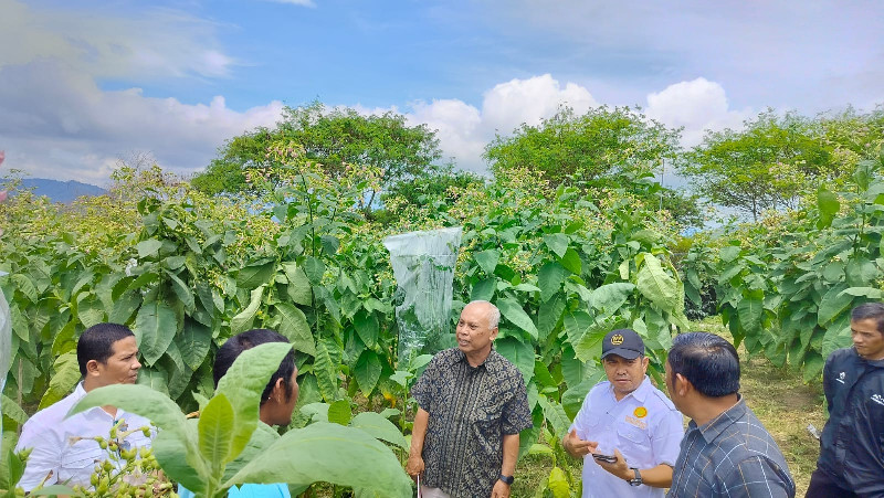 Pemurnian Benih dan Diversifikasi Produk Tembakau Aceh, Peluang Ekonomi bagi Petani