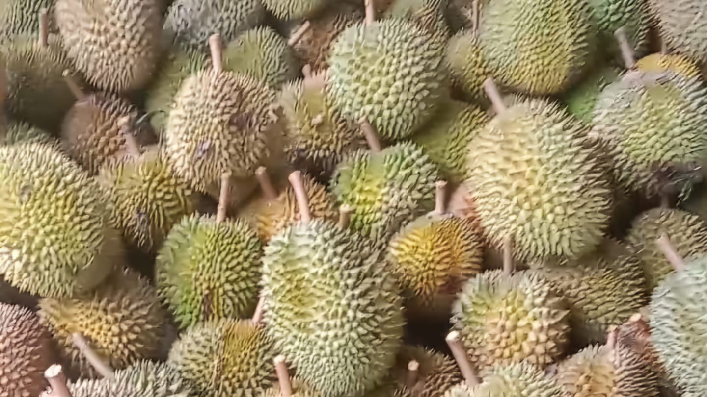 Melimpahnya Durian dari Aceh Selatan dan Abdya Serbu Kota Banda Aceh