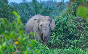 Prabowo Hibahkan 20 Ribu Hektare untuk Konservasi Gajah di Aceh