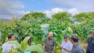 Pemurnian Benih dan Diversifikasi Produk Tembakau Aceh, Peluang Ekonomi bagi Petani