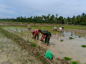 Babinsa Ujung Tombak Ketahanan Pangan Nasional