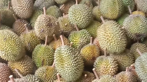 Melimpahnya Durian dari Aceh Selatan dan Abdya Serbu Kota Banda Aceh