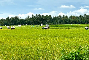 Gabah di Aceh Utara Dijual Rp6.000 per Kilogram, Petani Berharap Kenaikan Harga