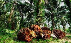 Komoditas Kelapa Sawit Kota Subulussalam Sumbang PDRB Capai Rp553 Miliar