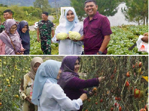 Nostalgia, Danrem Lilawangsa Bareng Istri Panen Palawija di Kota Dingin