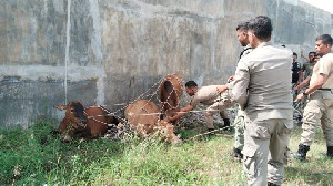 Satpol PP WH Banda Aceh Kembali Amankan Empat Ekor Sapi Berkeliaran