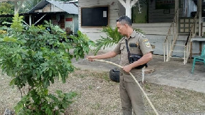 Pasca Tahiroe, Satpol PP WH Banda Aceh Jadwalkan Piket Khusus Rawat Tanaman