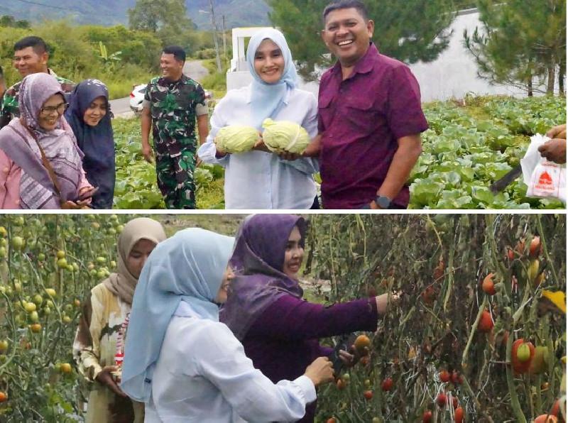 Nostalgia, Danrem Lilawangsa Bareng Istri Panen Palawija di Kota Dingin