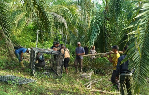 BKSDA Pasang Dua Perangkap Harimau di Aceh Timur