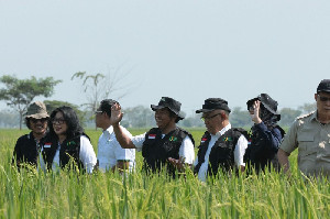 Bulog Siapkan Strategi Penyerapan Gabah Petani Jelang Panen Raya 2025