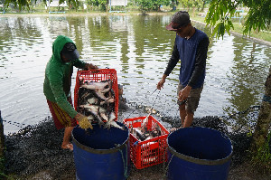 KKP Optimalkan Nilai Tambah Serapan Ikan Lele dan Patin