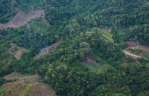 Dikritik Terlibat Penggundulan Hutan, Korea Selatan Bakal Kurangi Subsidi Energi Biomassa