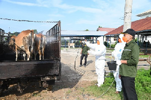 Gencar Cegah PMK, Pemkab Aceh Besar Bagikan Desinfektan hingga Suntik Vaksin