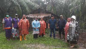 1.132 Ekor Sapi di Aceh Timur Terjangkit Wabah PMK