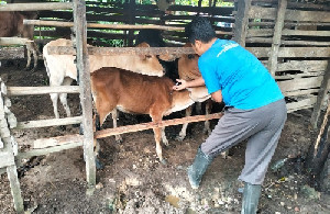 440 Hewan Ternak di Langsa Terkena Wabah PMK, Ini dilakukan Pemerintah Aceh