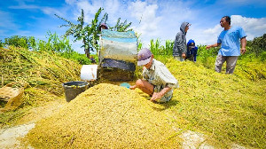 Bulog Aceh Siap Serap Gabah dan Beras Petani Lokal dengan Harga Baru