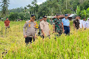 Forkopimda Sabang Panen Perdana Padi Gogo, Estimasi Hasil 600 Kg