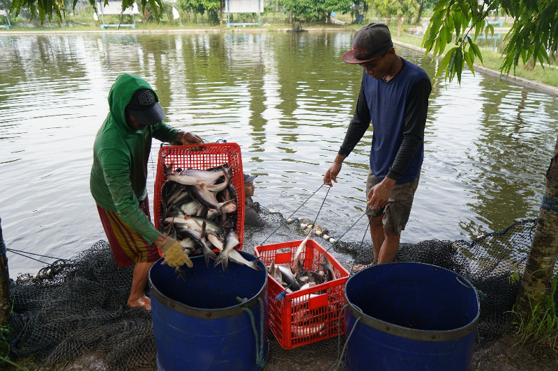 KKP Optimalkan Nilai Tambah Serapan Ikan Lele dan Patin