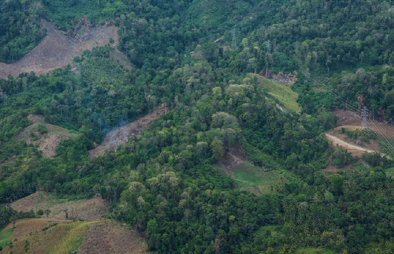 Dikritik Terlibat Penggundulan Hutan, Korea Selatan Bakal Kurangi Subsidi Energi Biomassa