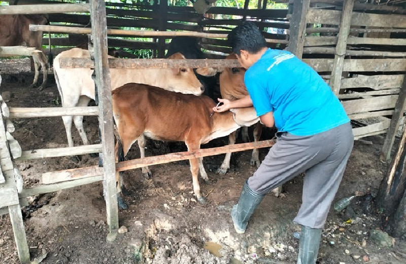 440 Hewan Ternak di Langsa Terkena Wabah PMK, Ini dilakukan Pemerintah Aceh