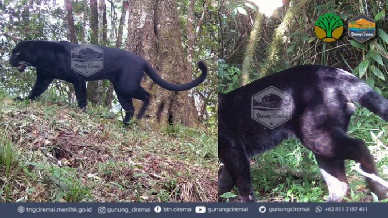 Tiga Macan Tutul Terdeteksi di Gunung Ciremai