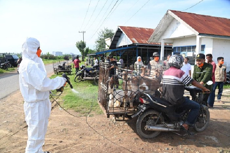 Upaya Cegah PMK di Aceh Besar: Vaksin Ternak dan Desinfektan di Pasar Hewan