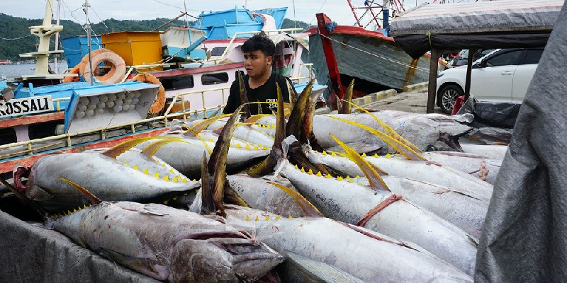 Tutup Tahun 2024, PNBP Perikanan Tangkap Tembus Rp1,053 Triliun