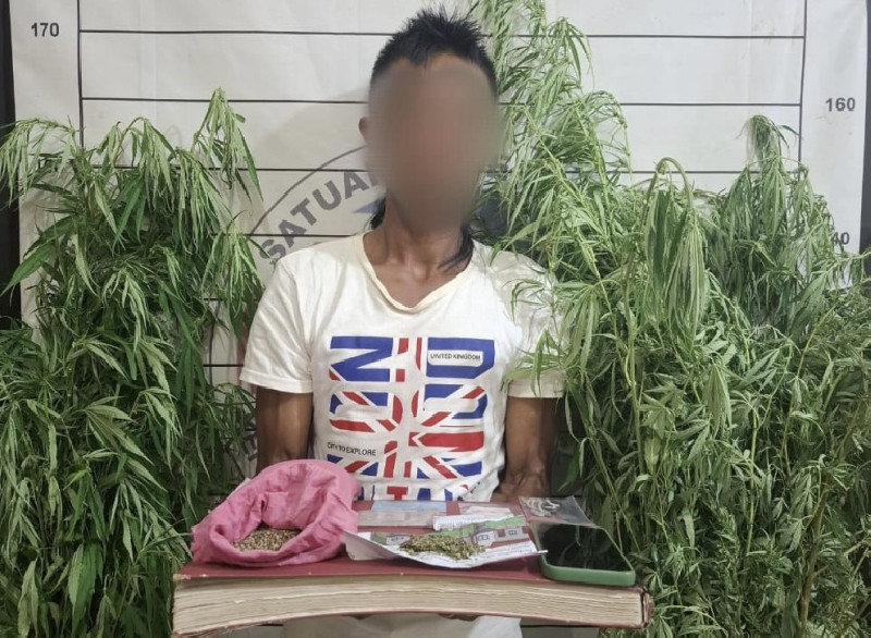 40 Batang Ganja di Aceh Selatan Dimusnahkan, Pemilik Lahan Ditahan