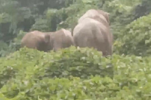 Puluhan Gajah Liar Rusak Kebun Warga di Aceh Timur, Kerugian Capai Puluhan Juta