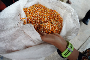 HPP Jagung Ditetapkan Rp5.500/Kg, Bulog Siap Serap 1 Juta Ton Panen Raya