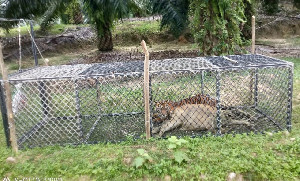 Harimau Pemangsa Sapi di Aceh Timur Berhasil Masuk Perangkap