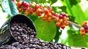 Enam Varietas Kopi Populer di Dunia: Dari Typica Hingga Catuai