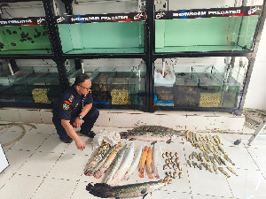 63 Ekor Ikan Predator di Jakarta Timur Dimusnahkan