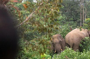 Warga Aceh Timur Resah, Harimau dan Gajah Liar Masih Kerap Masuk Permukiman