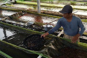 KKP: Perpres 6/2025 Bentuk Keberpihakan terhadap Pembudidaya Ikan Skala Kecil