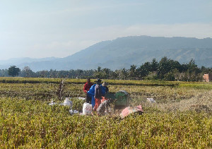 Petani Aceh Besar Keluhkan Harga Gabah Turun, Bulog Tinjau Langsung ke Lapangan