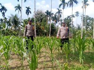 Polsek Paya Bakong Tinjau Pertumbuhan Tanaman Jagung di Lahan Ketahanan Pangan