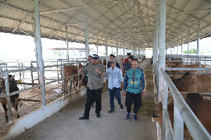 Dukung Swasembada Daging, Pj Gubernur Safrizal Cek Pusat Pembibitan Sapi Unggul